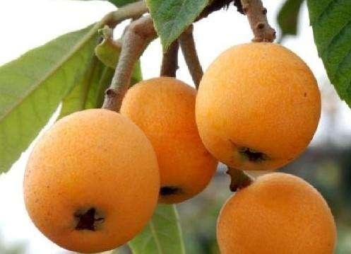 7种可以止咳的水果，收藏给你的家人吧