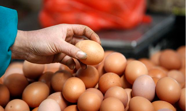 “土鸡蛋”真的比“洋鸡蛋”营养价值高吗？